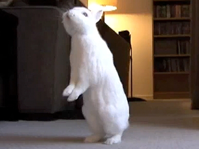 Wednesday's Funny Video: Simon the Walking Bunny