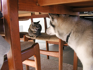 Caption Contest: What's Lucy the Cat Saying to Lakota the Dog?