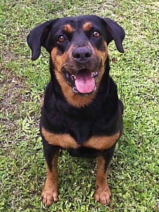 The Water Bowl: Abandoned Pig Gets Adopted By Rottweiler! Plus, Pets Are Living Longer