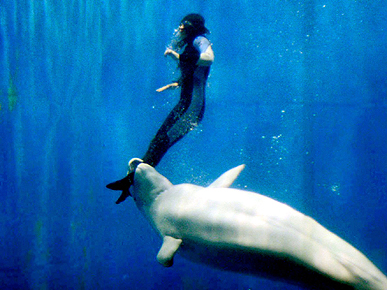 Whale to the Rescue! A Beluga Saves a Drowning Diver
