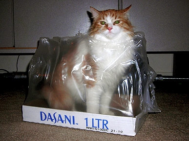 Animal 'D'oh!': Autumn the Cat Behaves Like a Bottle
