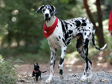 The Water Bowl: Sideshow Owner Gets $4,000 in 5-Legged Puppy Case; Plus, Dog's $32,000 Plane Ticket!