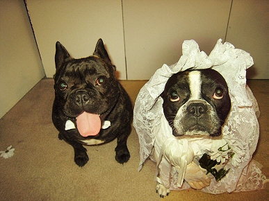 Caption Contest: What Are This Barking Bride and Groom Saying?