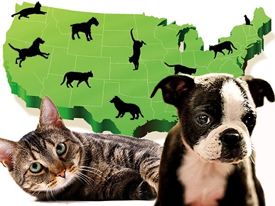 Pack Your Bags! The Top 10 Most Pet-Friendly Cities in America