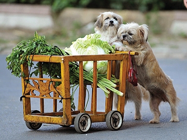 Barking Bargain Shoppers! Dogs Trained to Push a Grocery Cart