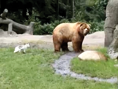 Tuesday's Funny Video: Fox vs. Bear – and the Fox Wins!