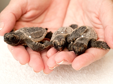 Teeny, Tiny Rescued Sea Turtles Ready to Check Out of Beach 'Hotel'
