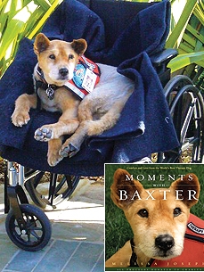Baxter Therapy Dog