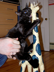 Animal 'D'oh!': Kitty Tries to Eat Fake Giraffe