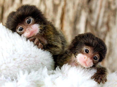 Big Brother Steps Up to Care for 2 Orphaned Monkeys