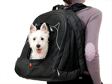 The Water Bowl: British Solders to Be Reunited with Iraq Dogs; Plus, $300 Getaways with Goats!