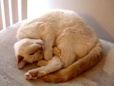 Monday's Funny Video: Snoring Kitty Gets Some Zzz's (Loudly!)