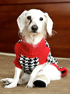 Chanel, World's Oldest Dog Record Holder, Dies at 21