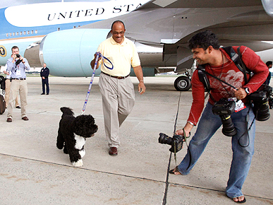 He'll Always Have the Memories! Bo Obama Returns to Work