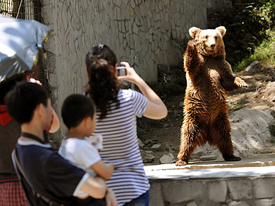 Hey, You, Feed Me! Hungry Bears Wave at Tourists for Food