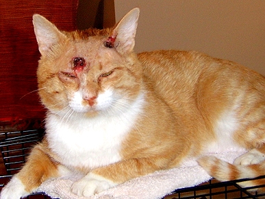 Meow Miracle! 4-year-old Feline Survives Shot in Head with Arrow