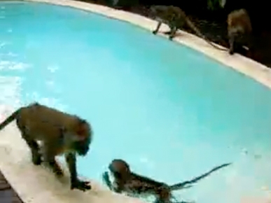 Monday's Funny Video: Monkey Pool Party!