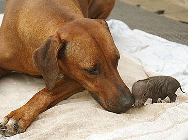 A Mother's Love: Dog Cares for Abandoned Piglet