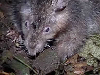 Cat-Sized Rat Discovered in Papua, New Guinea