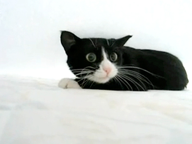 Monday's Funny Video: Bed Sheet-Obsessed Cat