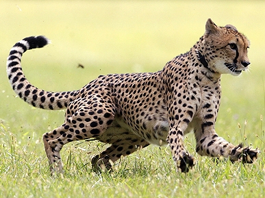 Cincinnati Cheetah Is World's Fastest – Beating Animal and Man!