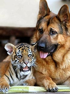 Tiger Cub and German Shepherd Play Like Romper Room Pals