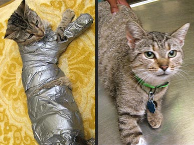 Sticky Situation: Kitty OK After Being Wrapped in Duct Tape