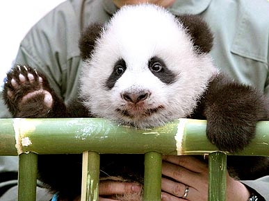 Hello, Panda! Baby Lin Ping Waves 'Hi' at Her Debut