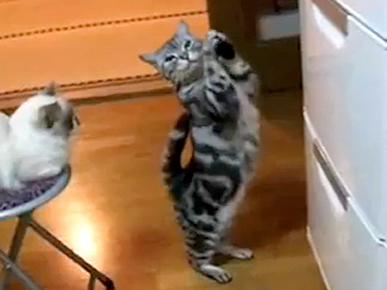 Thursday's Funny Video: Kitties Ain't Too Proud to Beg for Food!