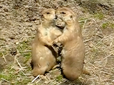 Friday's Funny Video: Prairie Dog Make-Out Session!