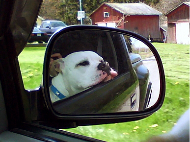 Caption Contest: What Is This Traveling Pup Thinking?