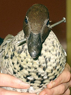 Tully the Duck Survives Nail Gun Shot to the Head