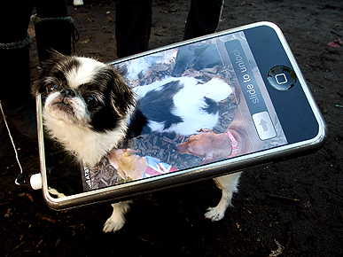 Best of Boo! Show Us Your Funniest Halloween Pets