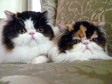 Martha Stewart Adds 2 Calico Persians to Her Brood