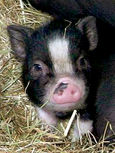 Paris Hilton Catches Mini Pig Fever!