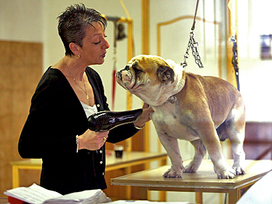 Spotted: The Jolie-Pitt's Bulldog Gets a Trim!