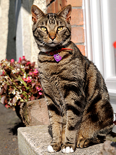 Not-So-Special Delivery! Mailman Says Magic the Cat Attacks Him