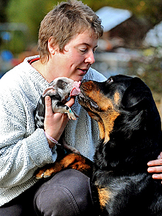 Rottweiler Becomes Surrogate Mom to Abandoned Piglet