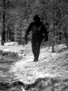 Do You Believe in Bigfoot? One-Third of Americans Do!
