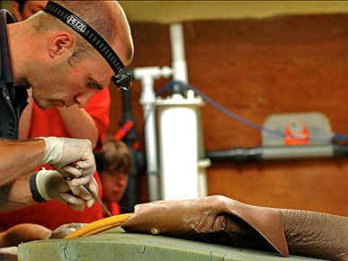 Jaws in the ER! Vet Removes Hook from Shark's Mouth in Risky Surgery