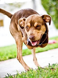 2-Legged Dog Becomes a Hollywood Cause Thanks to Jackson Children