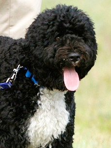 Bo Update: The Obamas Reveal Their Pup's VIP Ways!