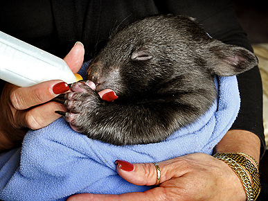 The Water Bowl: Cat Gets Stuck in SUV Motor; Plus, Painting Dog Makes More Money Than You Do!