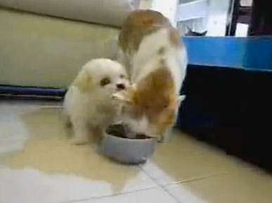 Wednesday's Funny Video: Pushy Puppy Won't Let Kitty Eat!
