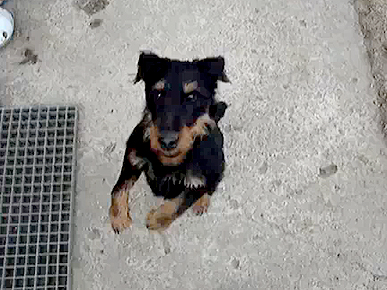 Thursday's Funny Video: Andy the Really Happy Dog!