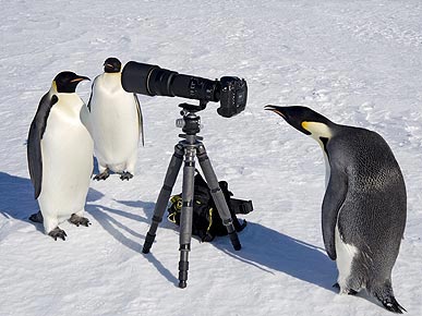 PHOTO: Antarctica's Next Top Models? Penguins!