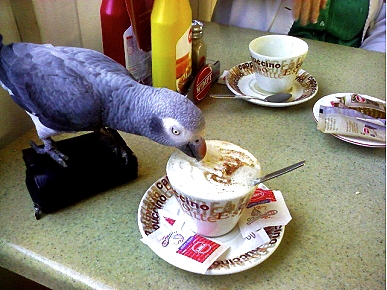 Animal 'D'Oh!': Harry the Parrot Likes His Coffee Light and Sweet