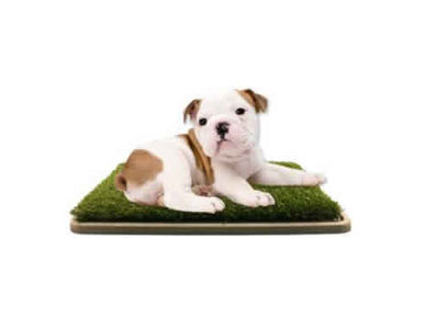 REVIEW: You'll Have to Persuade Your Pooch to Use This Patch of Grass