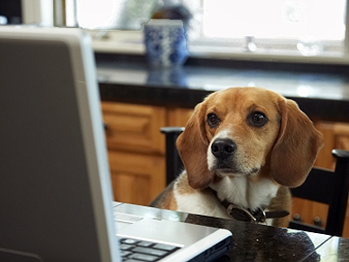 Shop Cyber Monday, Help Pets in Need!