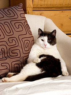 Petiquette: Dealing with a Roommate Who Expects You to Care for Kitty